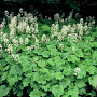 Tiarella cordifolia GM P9