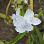 Tradescantia (A) 'Danielle' GM P9