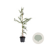 Cryptomeria j. 'Rasen' 80-100 cm 5,0L