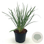 Tulbaghia violacea 25-30 cm 2,0L
