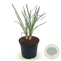 Tulbaghia violacea 'Silver Lace' 25-30 cm 2,0L