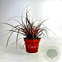 Uncinia Everflame 15-20 cm P10,5