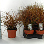Uncinia Everflame 20-30 cm P12