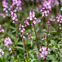 Verbena officinalis GM P9