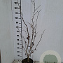 Hamamelis intermedia 60-80 cm 5,0L
