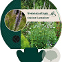 Veronicastrum virg. 'Lavendelturm' GM P9