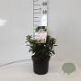Kalmia lat. 'Elf' 25-30 cm 3,0L