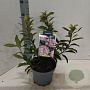 Kalmia lat. 'Ginkona' 25-30 cm 4,0L