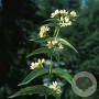 Vincetoxicum hirundinaria GM P9