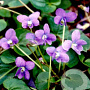 Viola 'Miracle Classy Blue' GM P9