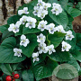 Viola sororia 'Albiflora' GM P9