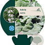 Salvia argentea GM P9