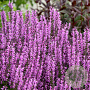 Salvia 'Back to the Fuchsia' GM P9