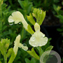 Salvia gr. 'Lemon Light' GM P9