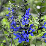 Salvia g. 'Black and Blue' GM P9