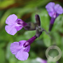 Salvia microphyllus 'Carolus' GM P9