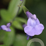 Salvia micr. 'Delice Aquamarine' GM P9
