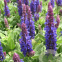Salvia nem. Medium Deep Blue GM P9