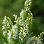 Salvia n. Sensation Compact White GM P9