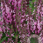 Salvia nem. S. Medium Deep Rose GM P9