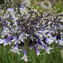 Agapanthus Fireworks GM P9