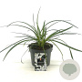 Agapanthus Twister GM 2,0L
