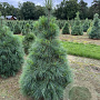 Pinus wallichiana 80-100 cm draadkluit
