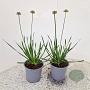 Allium 'Millenium' 25-30 cm 2,5L