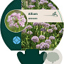 Allium senescens GM P9