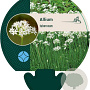 Allium tuberosum GM P9