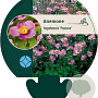 Anemone h. 'Praecox' GM P9