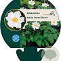 Anemone hyb. 'Andrea Atkinson' GM P9
