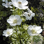 Anemone hyb. 'Géante Blanche' GM P9
