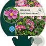 Anemone hyb. 'Hadspen Abundance' GM P9