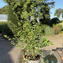 Symphoricarpos d. 'Magic Berry' 40-60 cm 2,0L