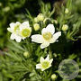 Anemone m. 'Annabella White' GM P9