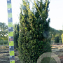 Taxus media 'Hillii' 150-175 cm draadkluit