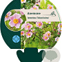 Anemone tom. 'Robustissima' GM P9