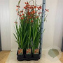 Crocosmia 'Fire King' GM P9