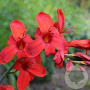 Crocosmia 'Hellfire' GM P9