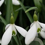 Galanthus (imp) 'Atkinsii' GM P9