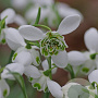 Galanthus (dou) 'Hippolyta' GM P9