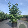 Viburnum opulus 'Roseum' 80-100 cm 20L
