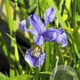 Iris bulleyana GM P9