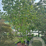 Cornus 'Norman Hadden' 200-250 cm cont. 110L