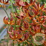 Lilium 'Arabian Knight' GM P9