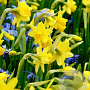 Narcissus (otr) 'Tête-à-Tête' GM P9