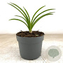Nerine bowdenii GM 2,0L