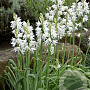 Ornithogalum reverchonii GM P9