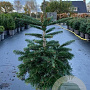 Abies nordmanniana 70-80 cm 15L